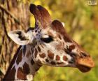 Голова молодой жирафа, малые и удлиненные